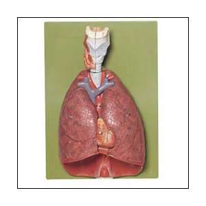   with Heart, Diaphragm and Larynx Model HS7