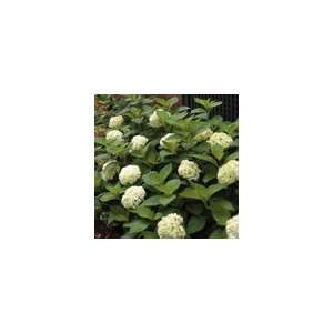  Hydrangea macrophylla Blushing Bride Patio, Lawn 