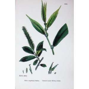   Plants C1902 Pointed Leaved Willow Female Colour