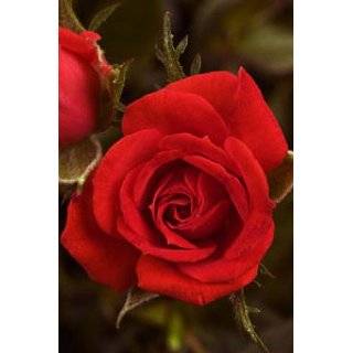  Powerhouse My Bouquet Rose Bush   Disease Resistant 