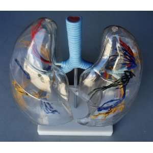 Model Anatomy Professional Medical Transparent Lung Segment IT 057 