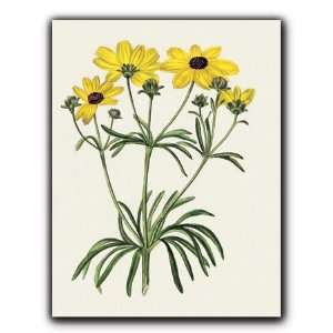  Botanical Print   Gift Enclosure Cards (set of 12): Home 