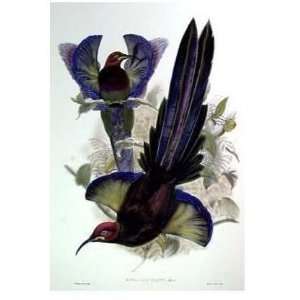  Gould Bird Of Paradise III Poster Print
