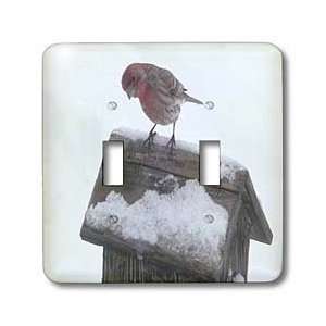 Beverly Turner Photography   Finch on Birdhouse   Light Switch Covers 