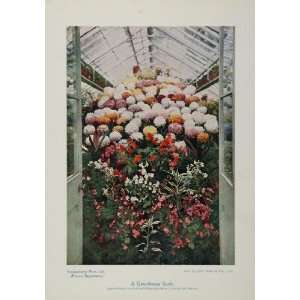   Flowers Greenhouse Hothouse Color Print UNUSUAL   Original Print Home