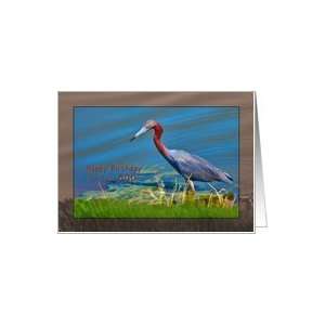  Birthday, 80th, Little Blue Heron Bird Card: Toys & Games