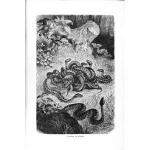   : NATURAL HISTORY 1896 FAMILY VIPERS SNAKES OLD PRINT: Home & Kitchen