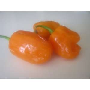   chinense   YELLOW HABANERO Pepper 100 seeds Patio, Lawn & Garden