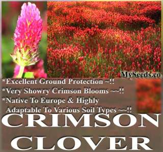 LB CRIMSON CLOVER T.Incarnatum Seeds FRAGRANT FLOWERS  