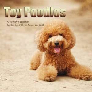  Toy Poodles 2012 Wall Calendar 12 X 12