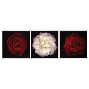  Rose Gallery I by Tony Stuart 39x14
