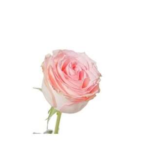  Orlando Light Pink Rose 20 Long   100 Stems: Arts, Crafts 