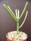 euphorbia tirucalli pencil cactus plant succulent 4 expedited shipping 