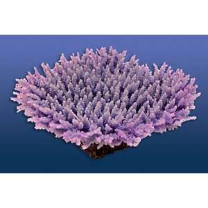Natures Image Table Coral 2B Purple 