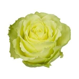  Limbo Green/Yellow Novelty Rose 20 Long   100 Stems Arts 
