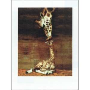  Giraffe Kiss   Makulu 20x30, Framed