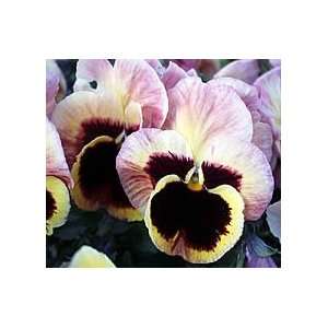   Ballerina Charm Pansy Flower Seed Pack CLEARANCE: Patio, Lawn & Garden