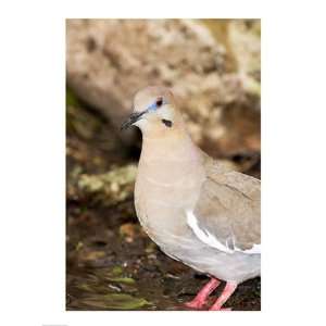 Close up of a White Winged Dove, High Island, Texas, USA Poster (18.00 