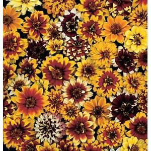  Davids Non Hybrid Flower Zinnia Persian Carpet Zinnia 50 Seeds 