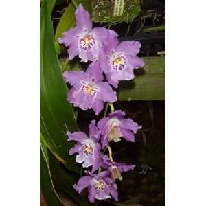 Vuylstekeara Fall in Love orchid Grocery & Gourmet Food