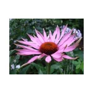  Rainbow Seeds® 150 Echinacea Flower Seeds Purple 