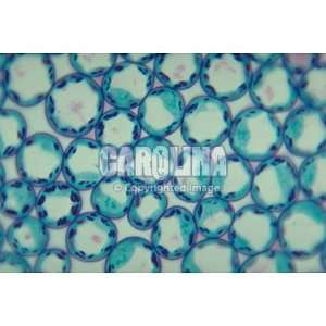 Typical Plant Cells, sec. Thin Microscope Slide:  
