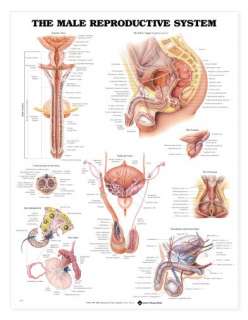 Male Reproductive System Anatomical Chart/Charts/Model  