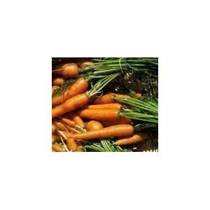  Honeysnax Carrot Seeds Pack Patio, Lawn & Garden
