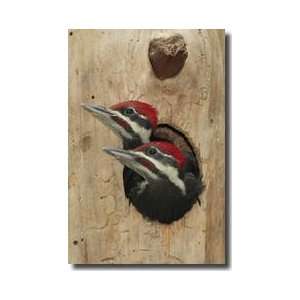 Baby Pileated Woodpeckers Peer From Nest North Carolina Giclee Print 