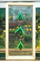 Framed Beetles Green Open Wing Bevel Glass FREE SHIP  