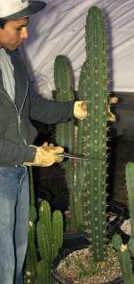 San Pedro cactus relative, 27 Peruvianus v. Rimac weighs 12.5 lbs 