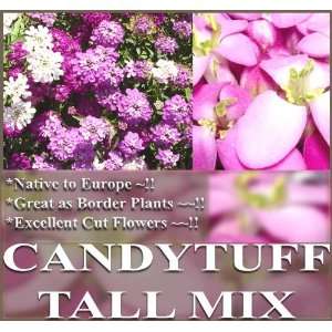   Flower Seeds For Border Planting Showy CUT Flowers ~PINK Patio, Lawn