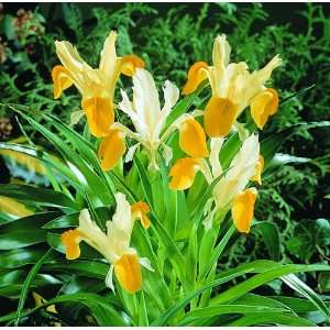    Iris bucharica Flower Bulbs   6 bulbs: Patio, Lawn & Garden