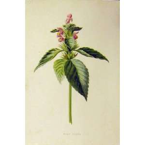  C1890 Botanical Colour Print Hemp Nettle Flower Pink