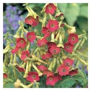  Nicotiana Tinkerbell Flower Seeds Patio, Lawn & Garden