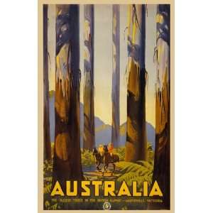  Austrailia   Tallest Trees Poster (11.00 x 17.00)