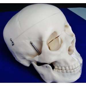 Model Anatomy Professional Medical Life Size Skull IT 006 ANGELUS 