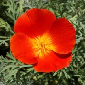    3,600 Red Chief California Poppy Seeds Patio, Lawn & Garden