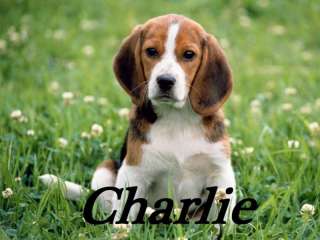 Türschild Namensschild Hund Beagle Welpe Wunschname  