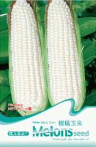 Bag 10 rare heirloom vegetable seeds white maize B024  
