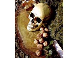 anatomischer Schädel, mit Unterkiefer, meschlicher Totenkopf 