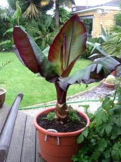 musa Ensete maurell Abyssinian RED banana tree   4 Pot color plant 