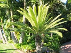  Cycad Palm Cactus Succulent Cold Hardy Plant LARGE 20 30 inches  