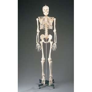   Anatomical Budget Bucky Skeleton 56 Ea by, Anatomical Chart Company