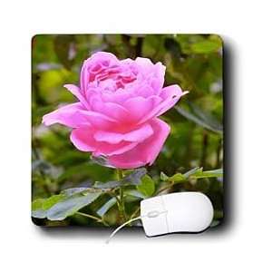  Bob Kane Photography Flowers   Pink Rose in Garden   Mouse 