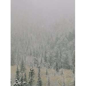  Autumn Snow Dusts Evergreen Trees in the Black Hills 