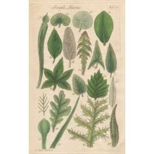  from 1789 Poster print. Featured plants Pitcher Plant, Aloe, Fig 