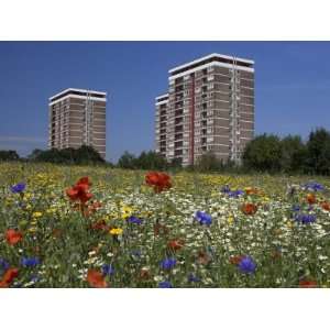  Cornfield of Annual Summer Wild Flowers Growing in Urban 