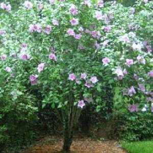  Hibiscus Bush   Althea Shrub   Rose of Sharon Tree, (2 PLANTS 