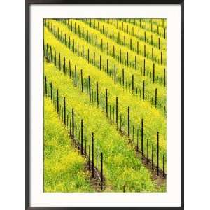 Mustard Plants in Vineyard, Napa Valley Wine Country, California, USA 